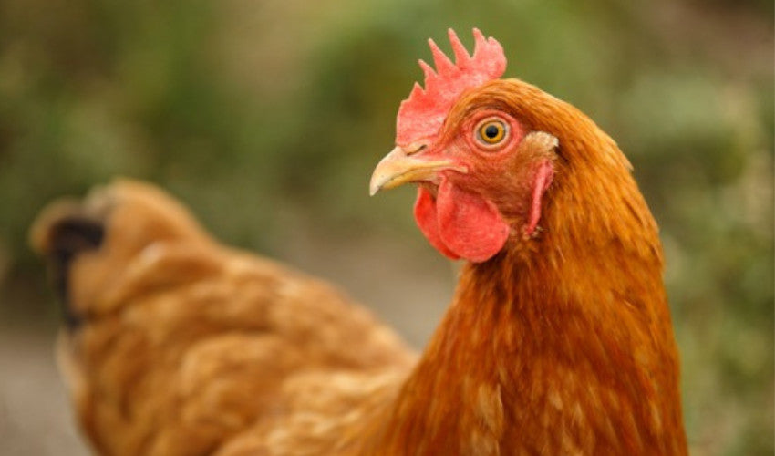 The Molting Process