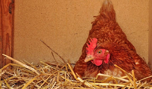 Egg Binding: What it is and how to prevent and treat it