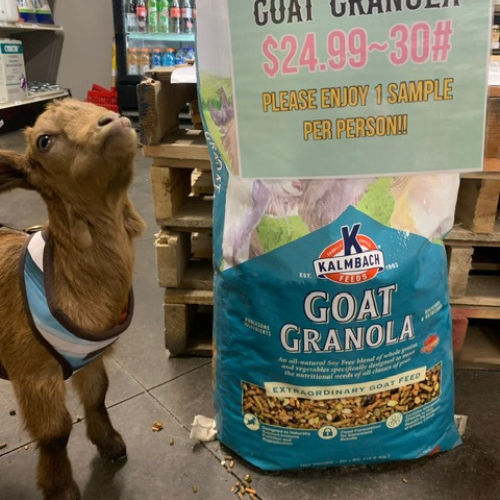 A goat sanding next to a bag of goat granola inside of the store