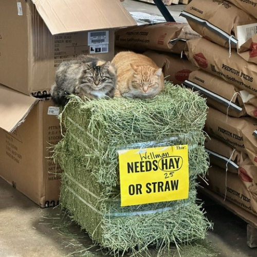 Two cats sleeping on top of a hay bale inside of Roger's