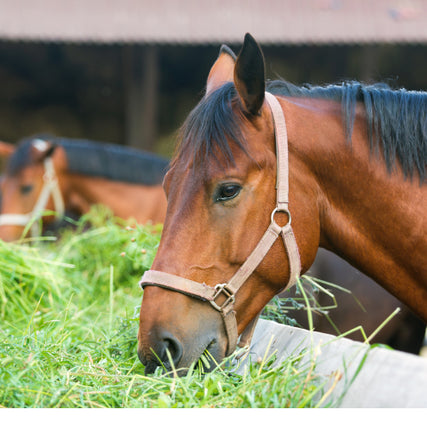 Horse Feed & SuppliesHorse eating hay