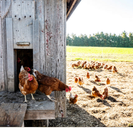 Poultry Feed & SuppliesChickens walking out of a chicken coop