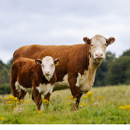 Cattle Feed & SuppliesTwo cows standing in a pasture on a clear day