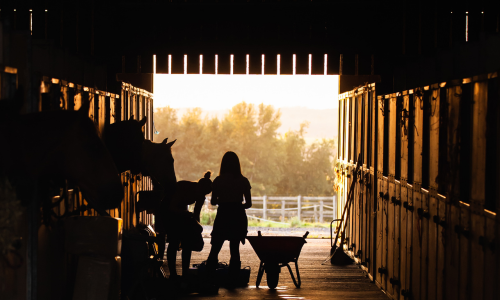 Silhouette of individuals in a horse barn working