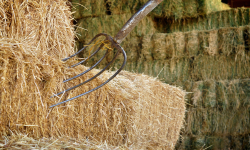 Pitch forked stuck inside of square hay bales