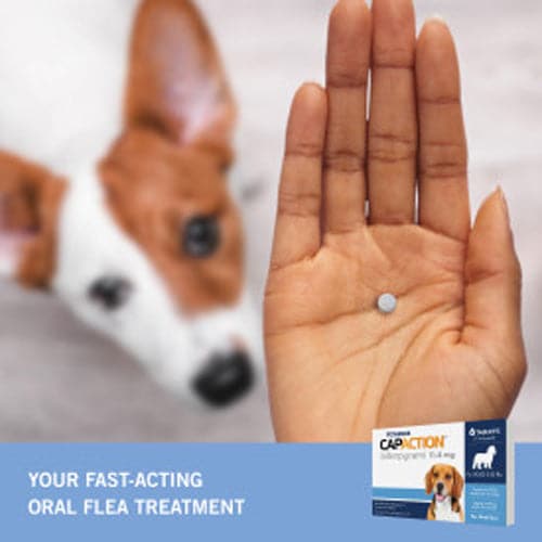 Petarmor Capaction Fast-Acting Oral Flea Treatment for Small Dogs