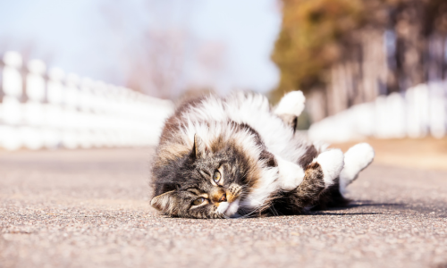 Cat rolling on it's back outside