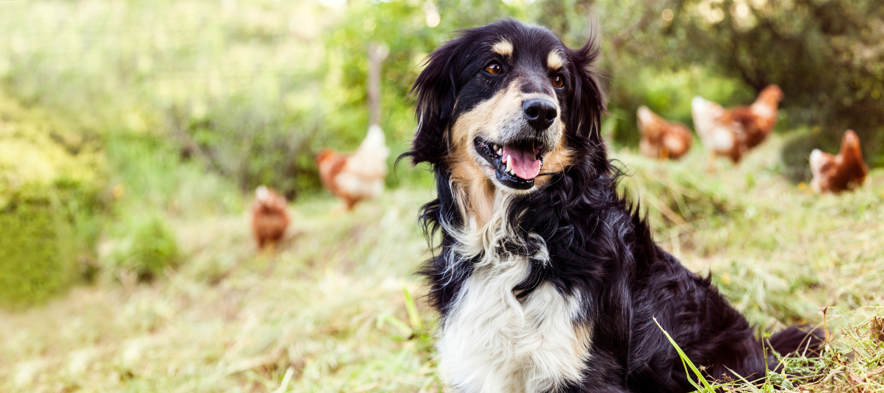 Dog sitting in field with chickens in the background