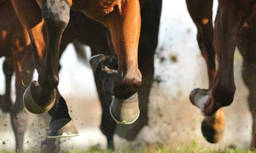 Multiple horse legs running, kicking up dirt