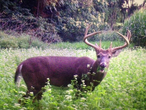 Antler King Red Zone